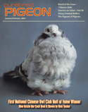 Chinese Owl pigeon