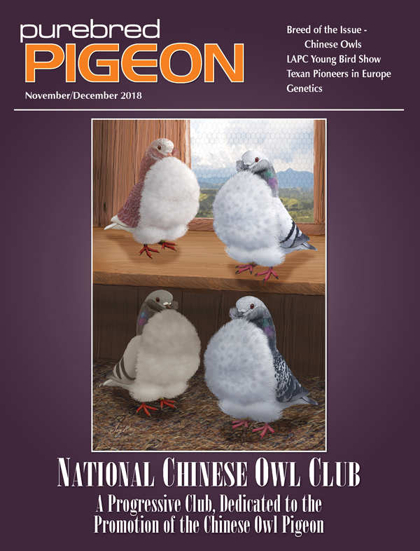 Pigeon Magazine | Fancy Pigeons | Performing Pigeons | Racing 