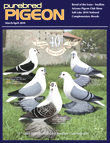 Swallow pigeons